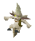 Young impling.png
